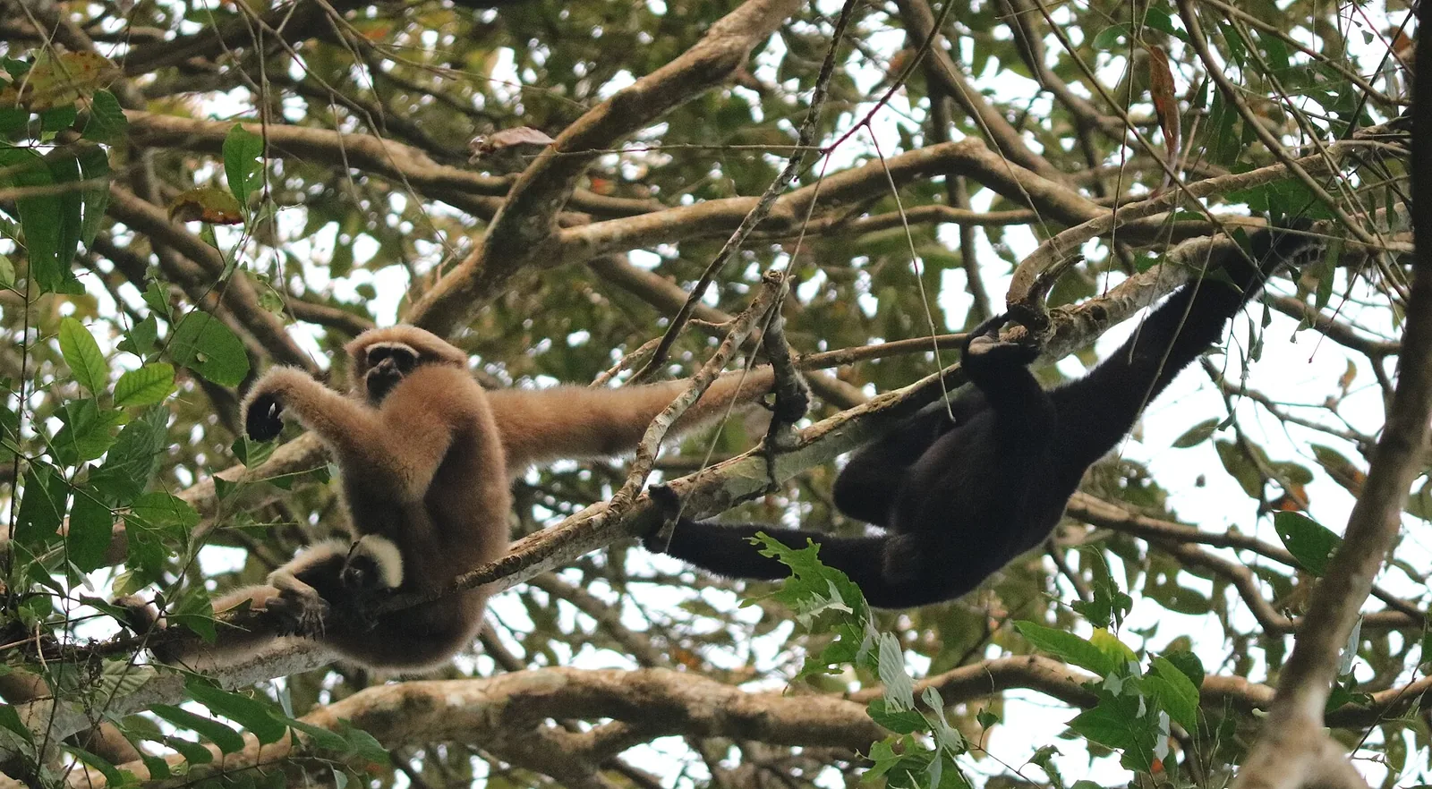 Hoollongapar Gibbon Sanctuary Jorhat