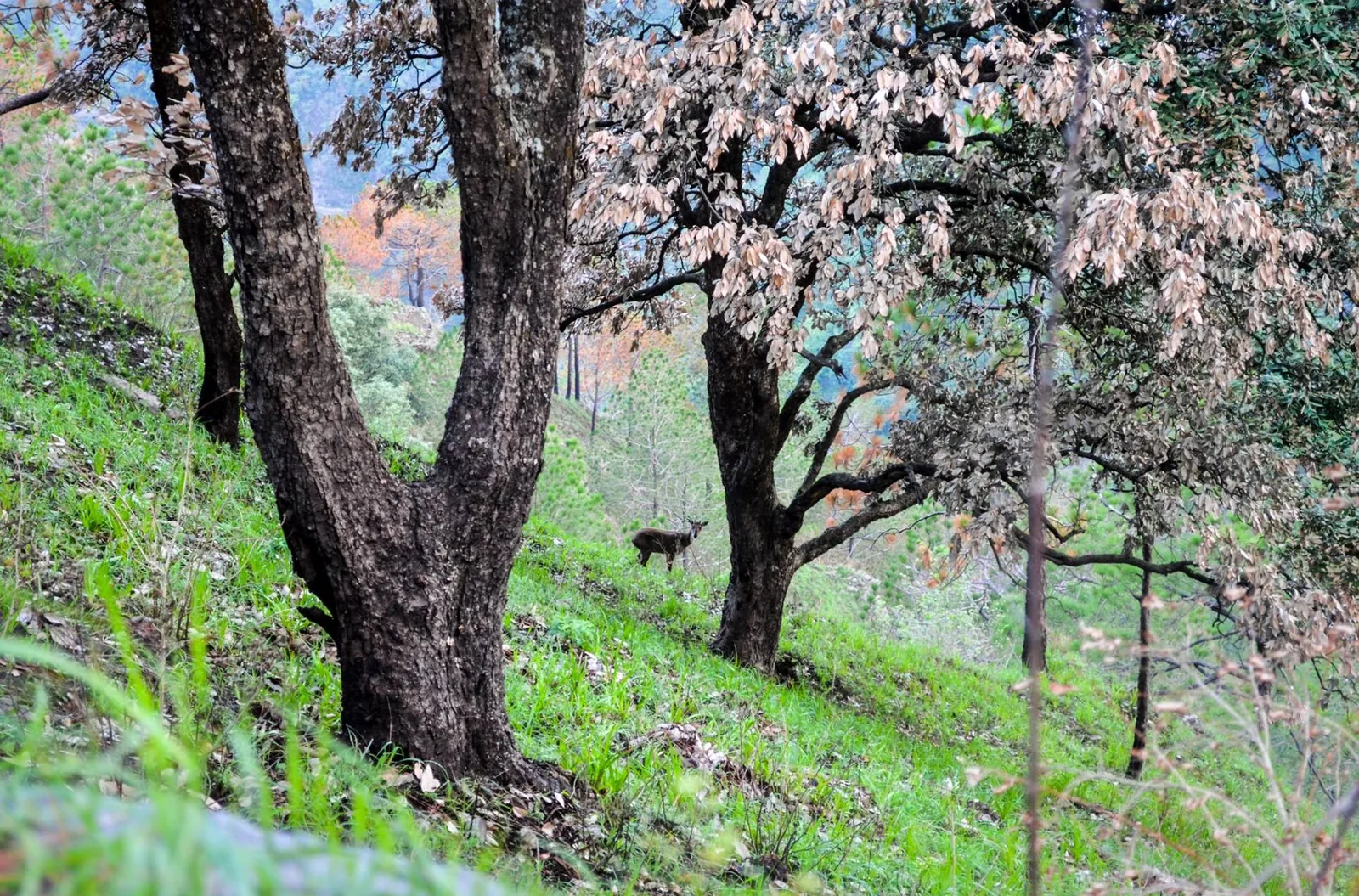 Gilbert Trail Picturesque Pine Ridge Nature Walking Trail in Kasauli