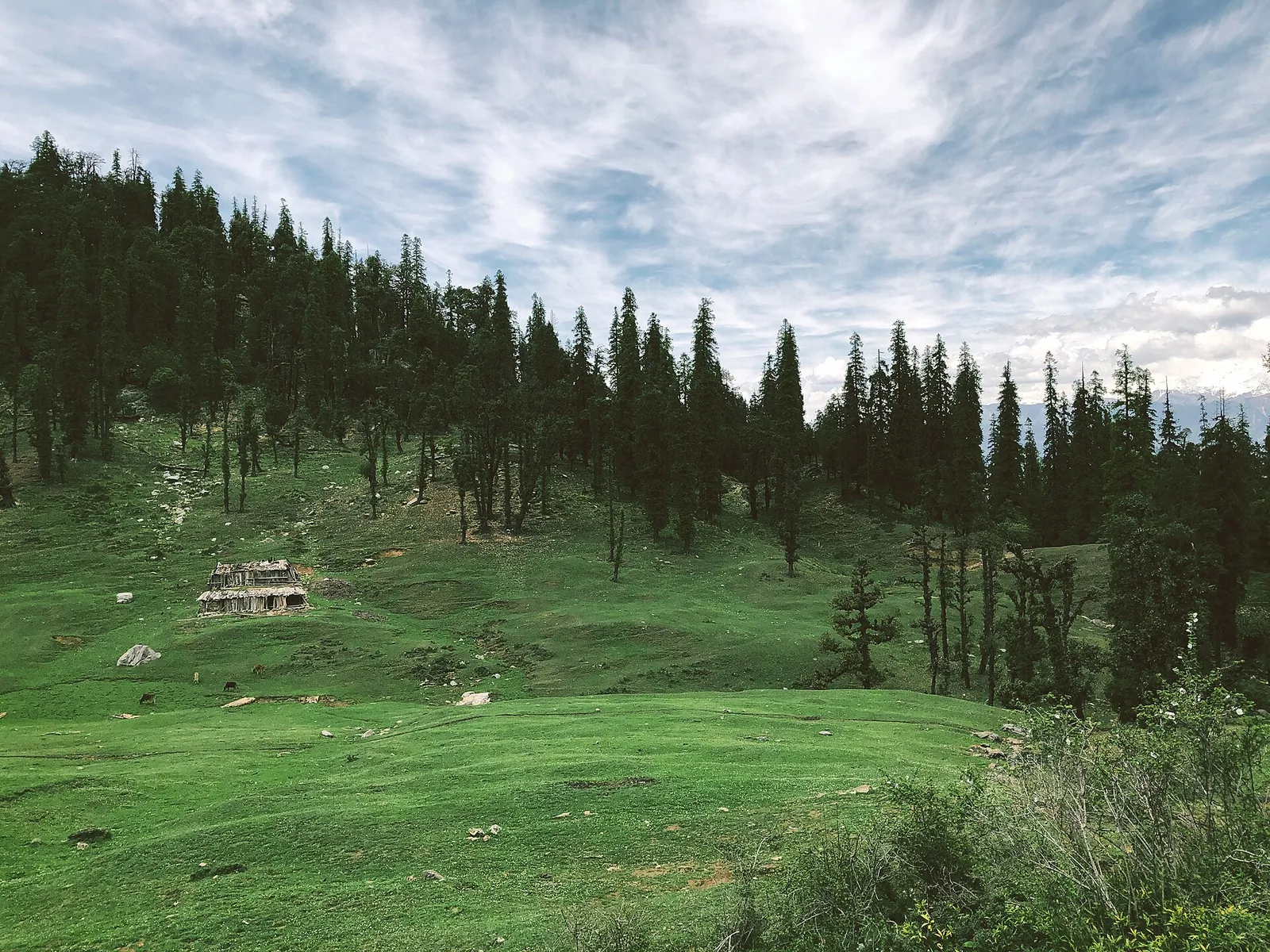 Gorson Bugyal Auli