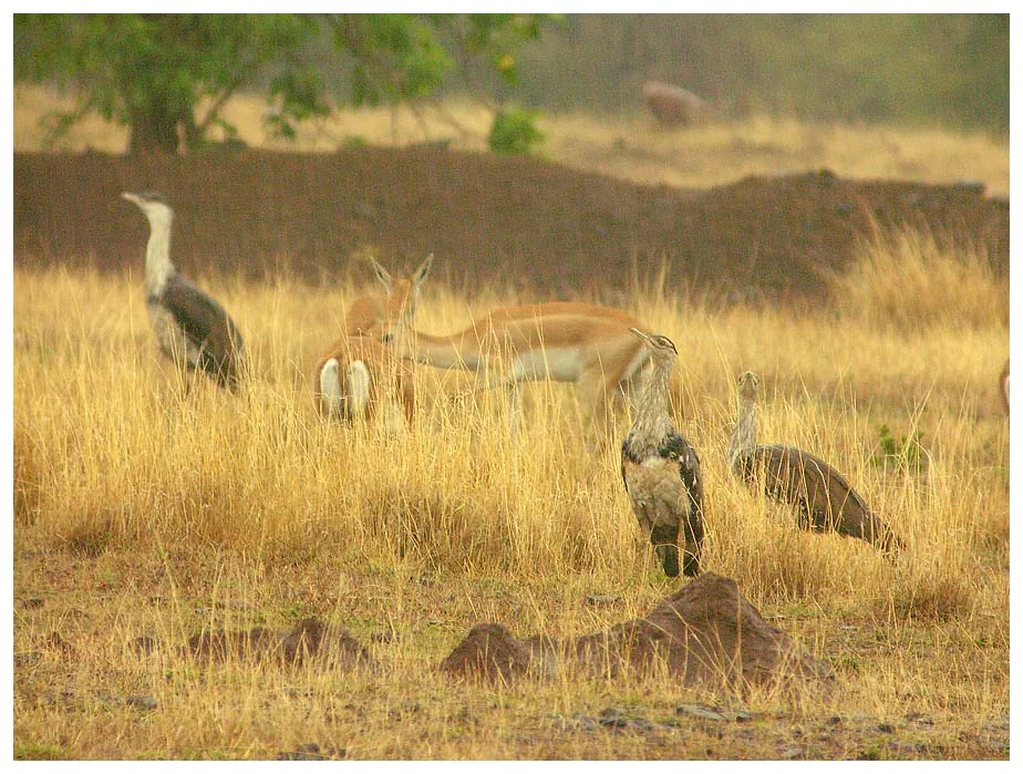 Great Indian Bustard Sanctuary Solapur