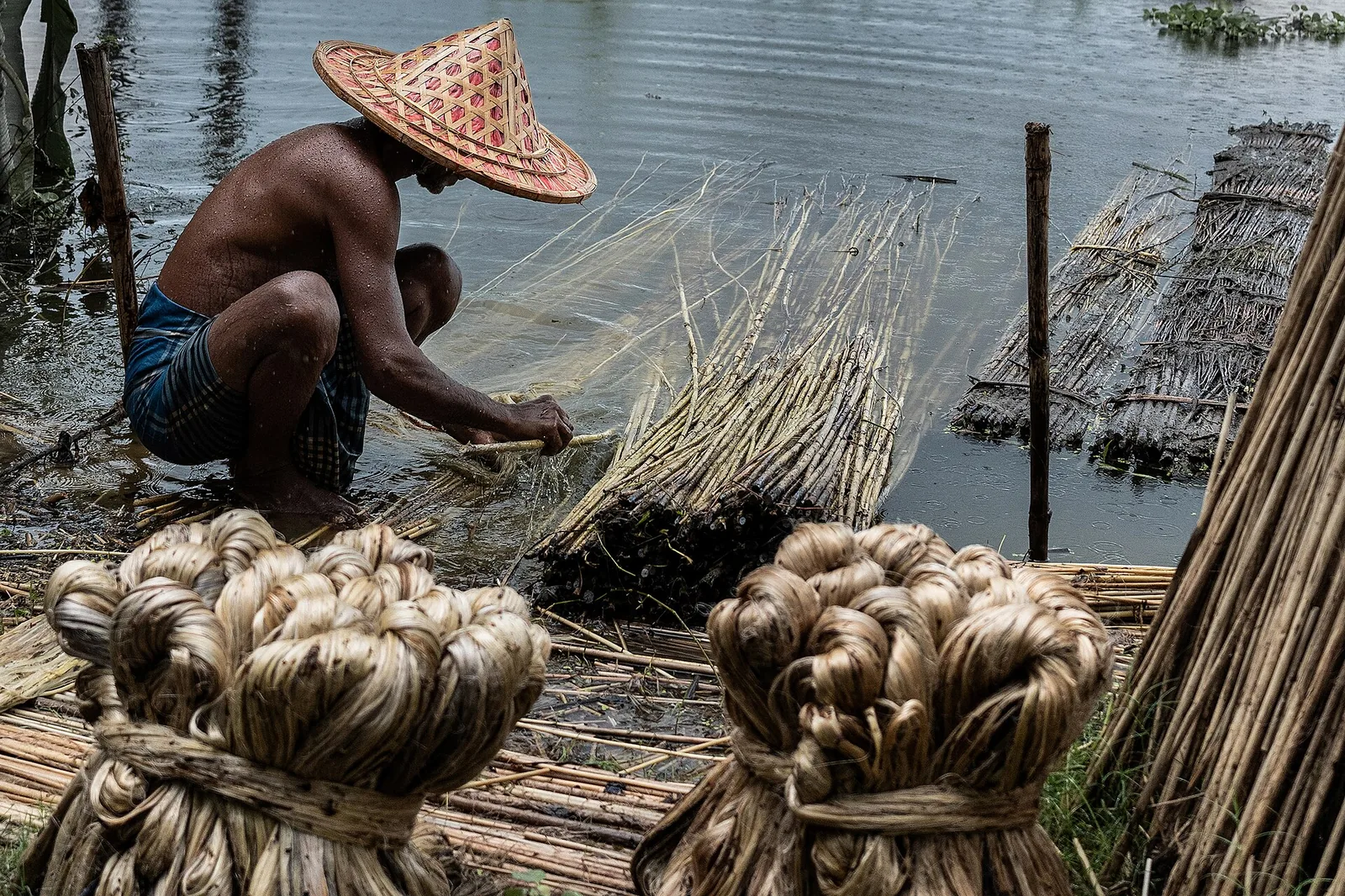 Golden Jute Farming and Bengal Delta Countryside
