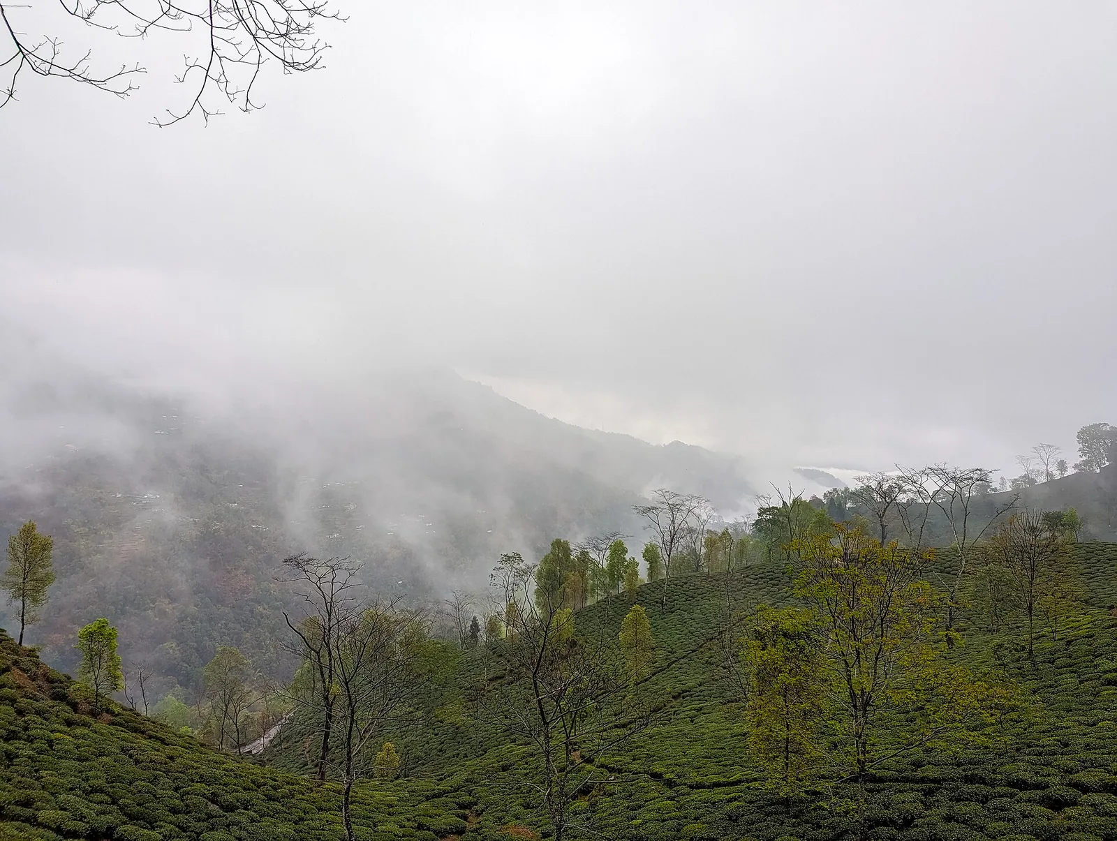 Happy Valley Tea Estate