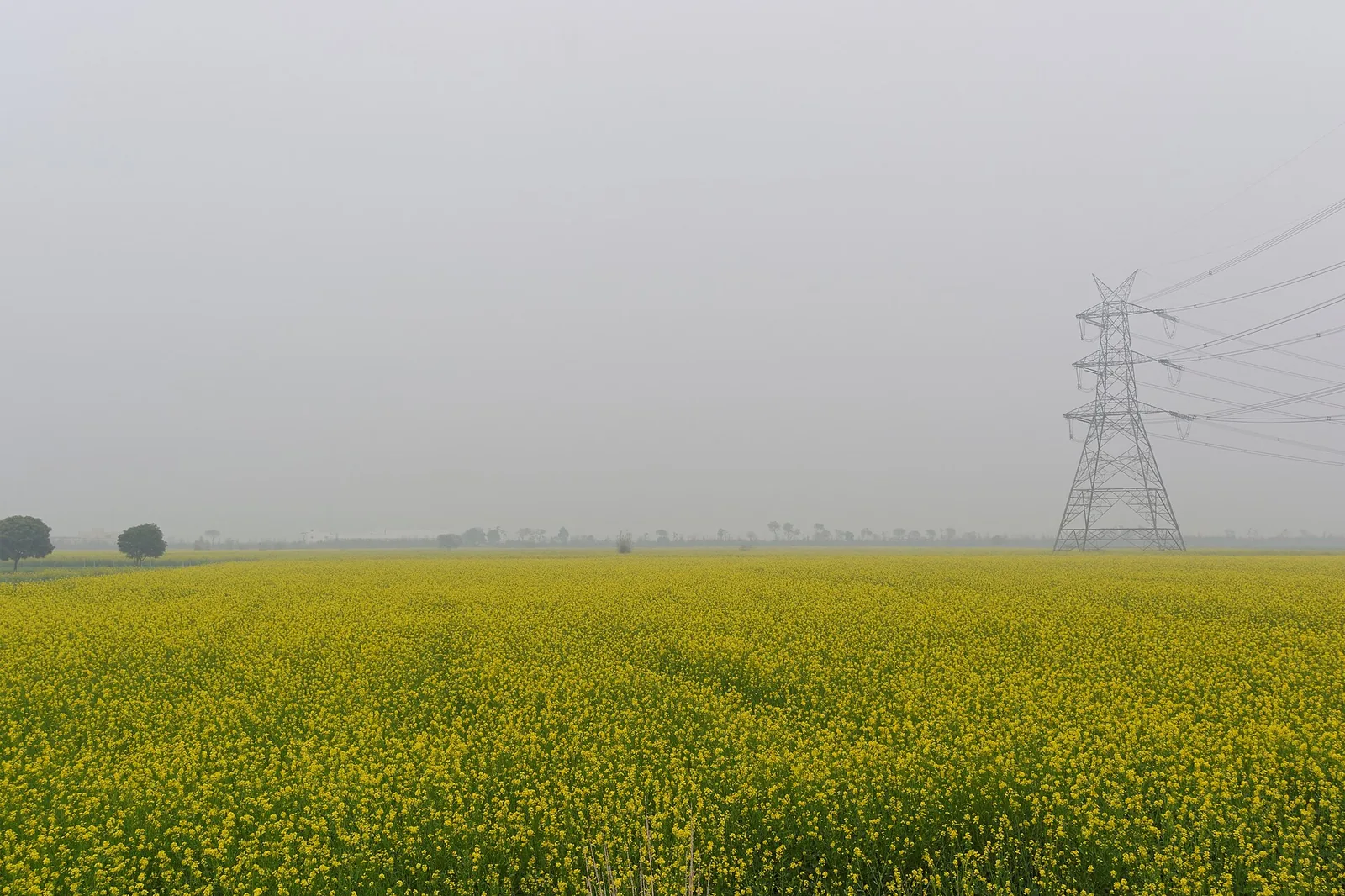 Murrah Dairy Farms Jind
