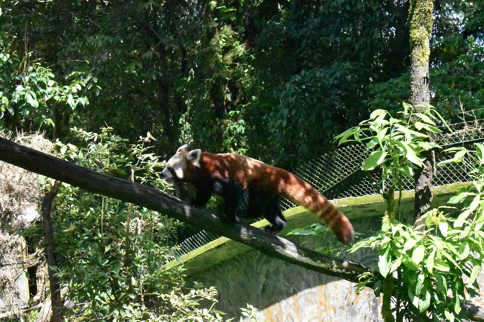 Padmaja Naidu Himalayan Zoo