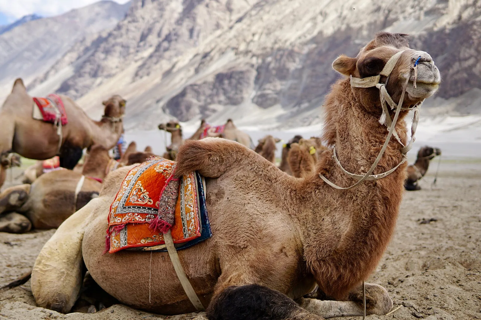 Hunder Sand Dunes Nubra Valley