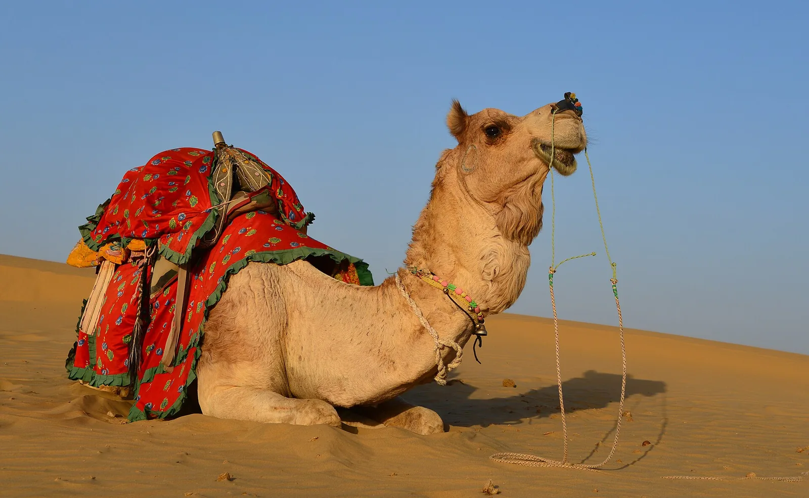 Thar Desert Culture Barmer