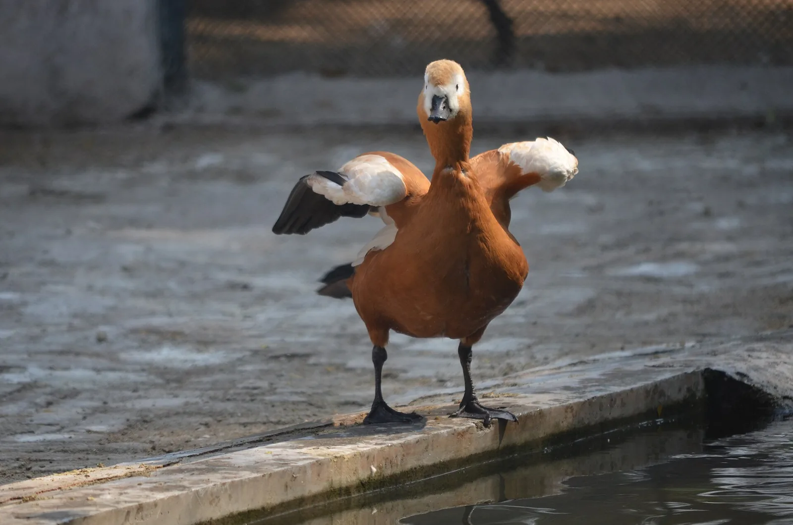 Jawaharlal Nehru Biological Park Bokaro