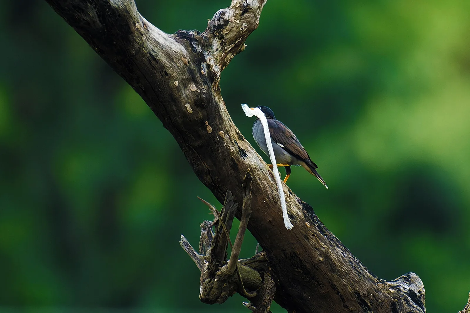 Jharkhand Tribal Forest Landscape Phusro