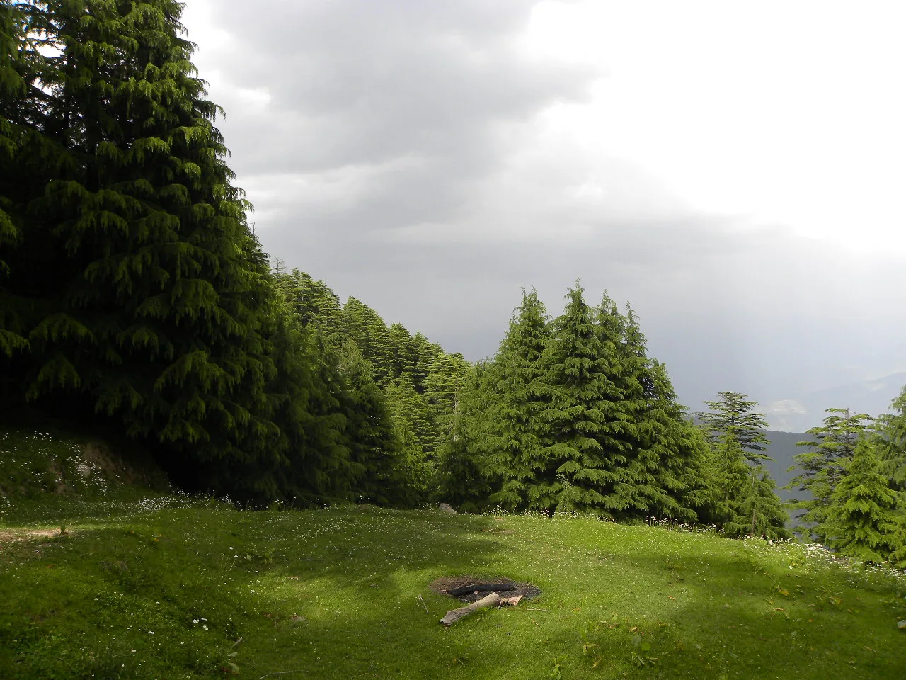 Kalatop Wildlife Sanctuary Deodar Forest Dalhousie