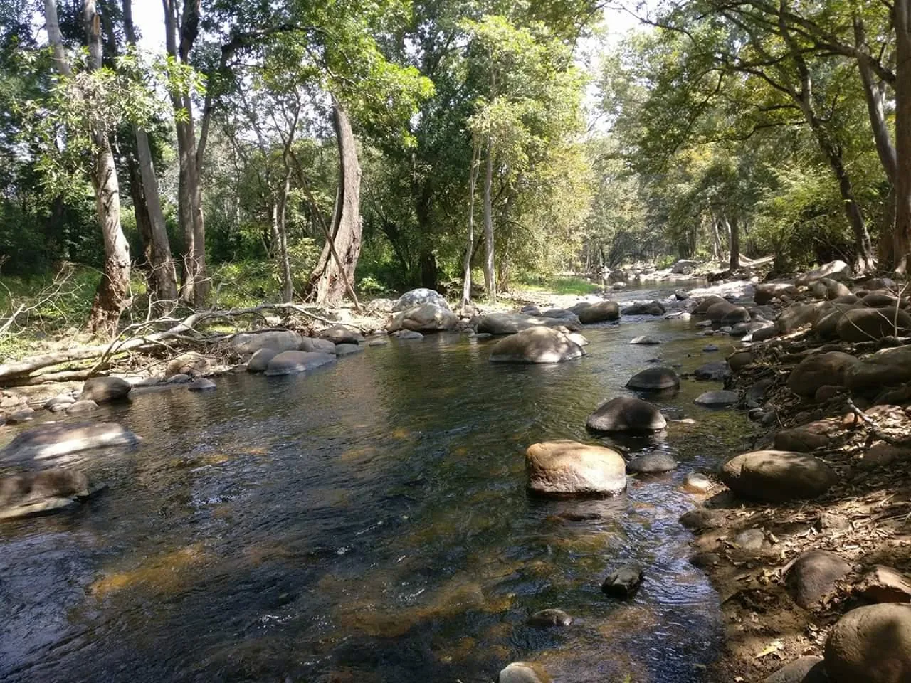 Kalesar National Park Pristine Shivalik Sal Forest Reserve Leopard Habitat and Wildlife Safaris