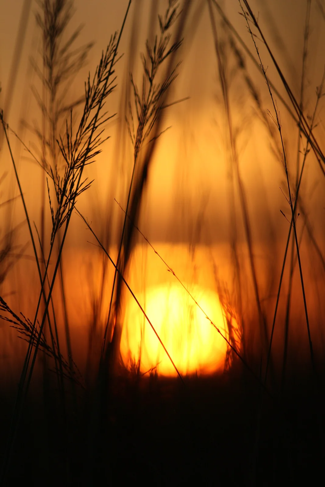 Sunset over the Kaliveli lake wetlands near Marakkanam