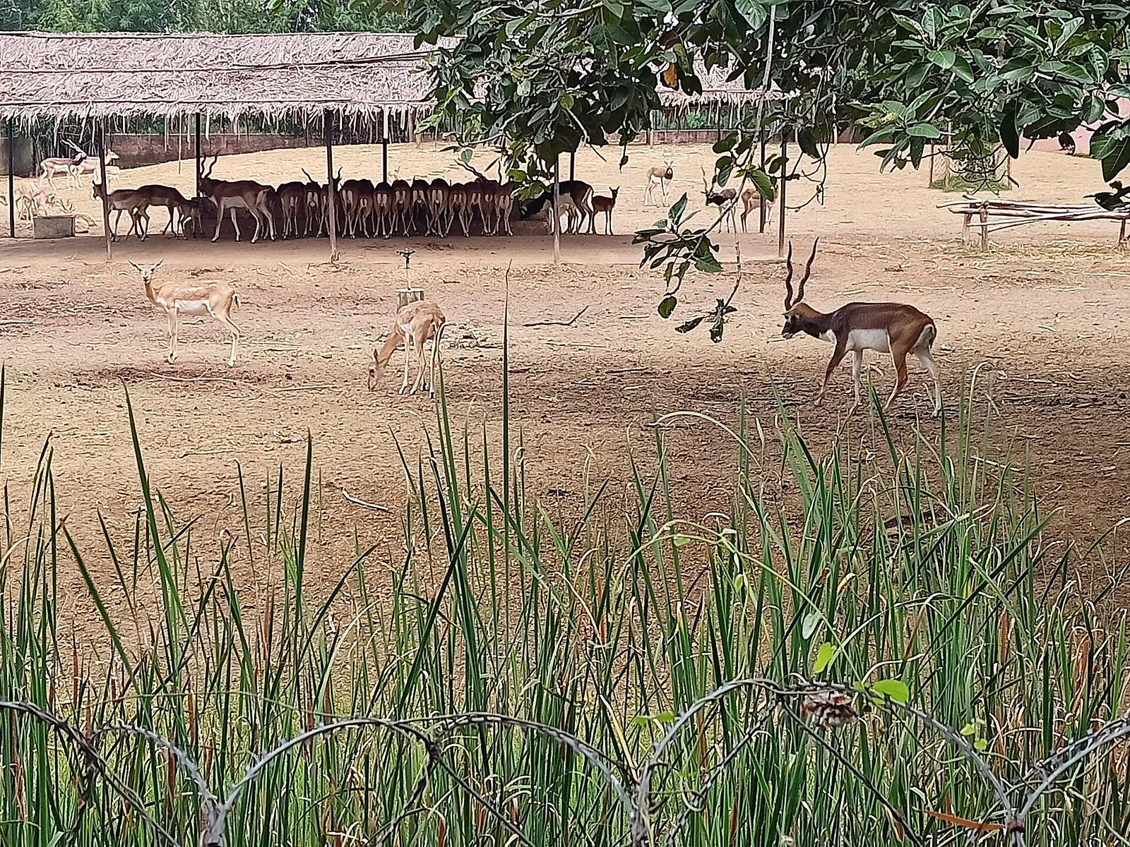 Kanan Pendari Zoo Bilaspur