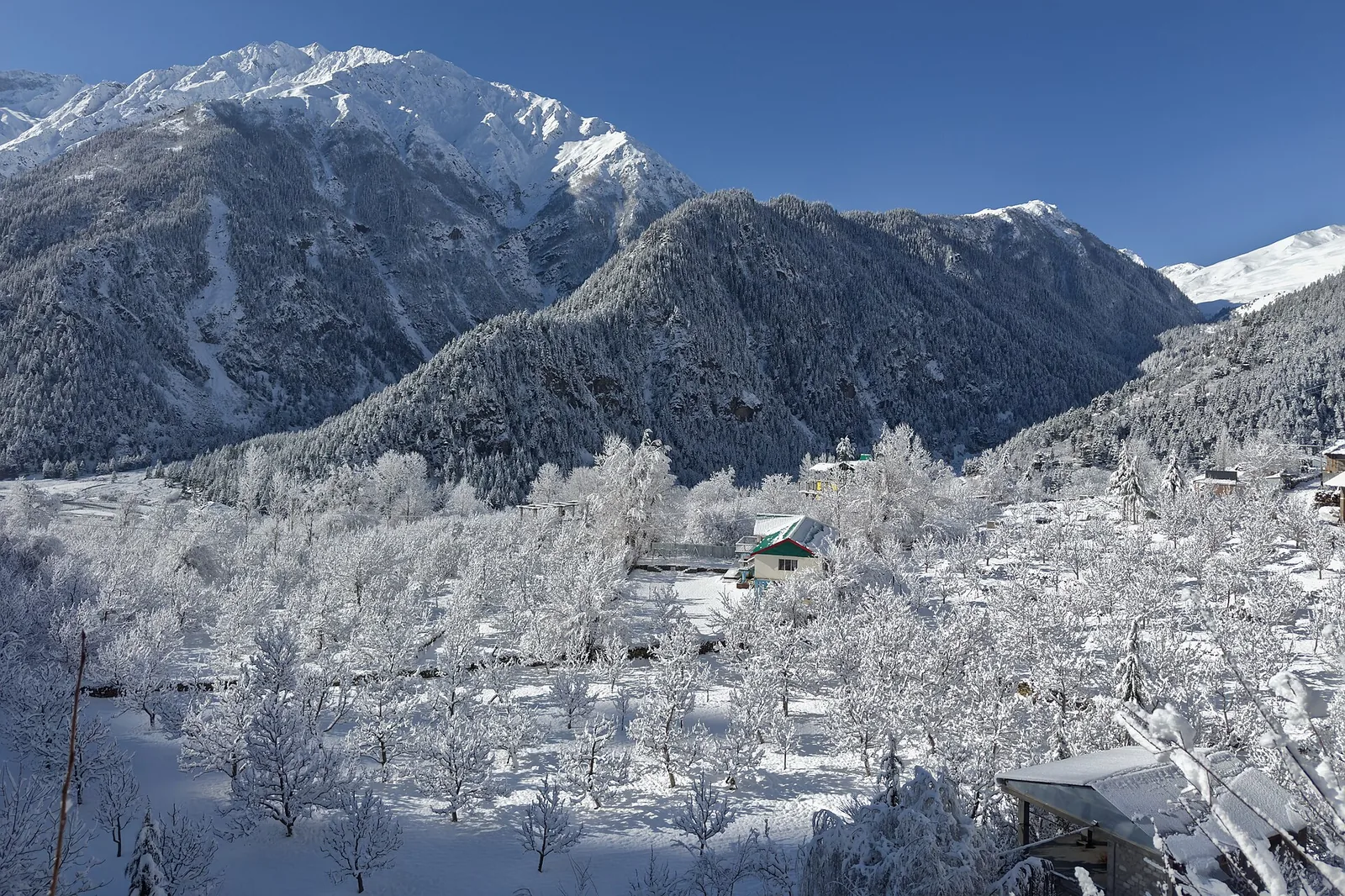 Kashmiri Apple Orchards Baramulla