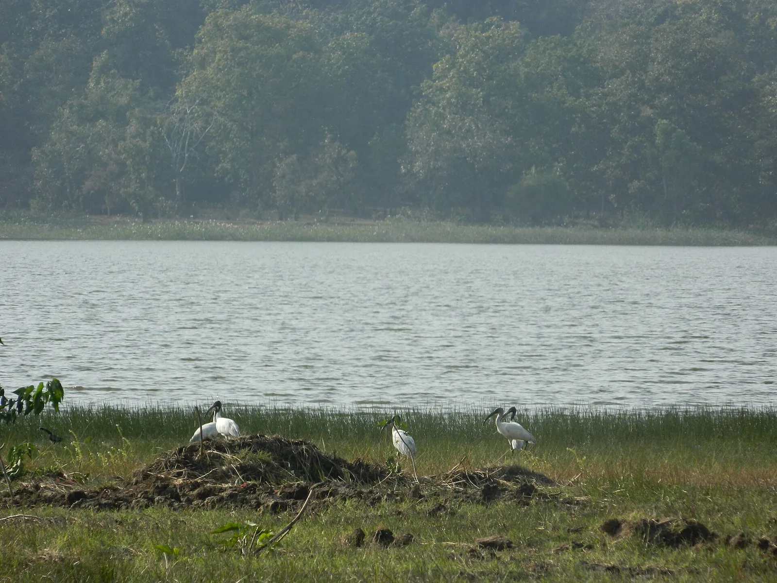 Katepurna Wildlife Sanctuary Akola