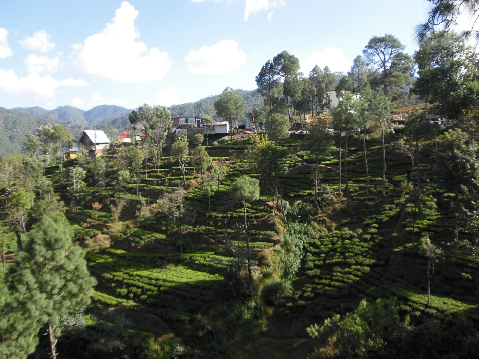 Kausani High Altitude Organic Tea Gardens