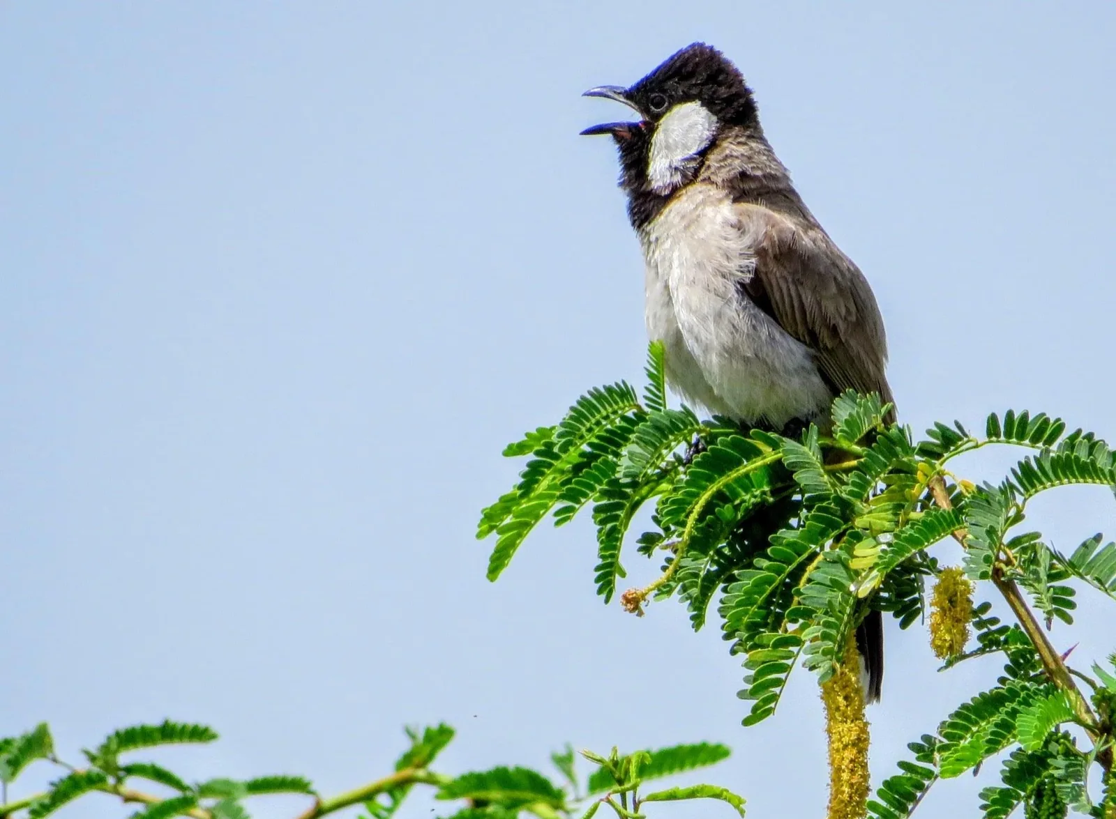 Khijadiya Bird Sanctuary Jamnagar
