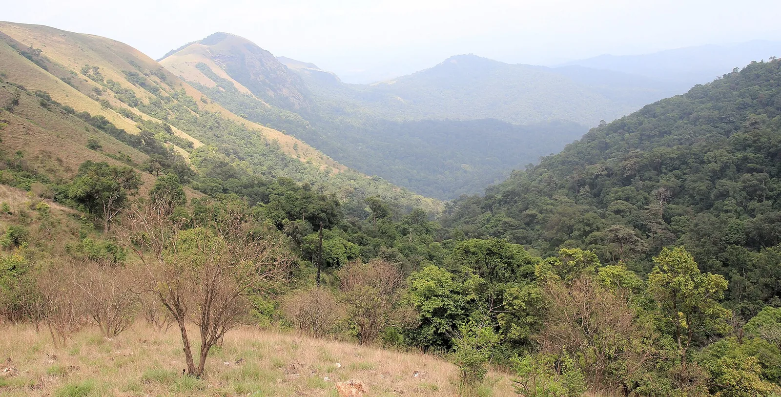 Kodachadri Peak Trek Shivamogga