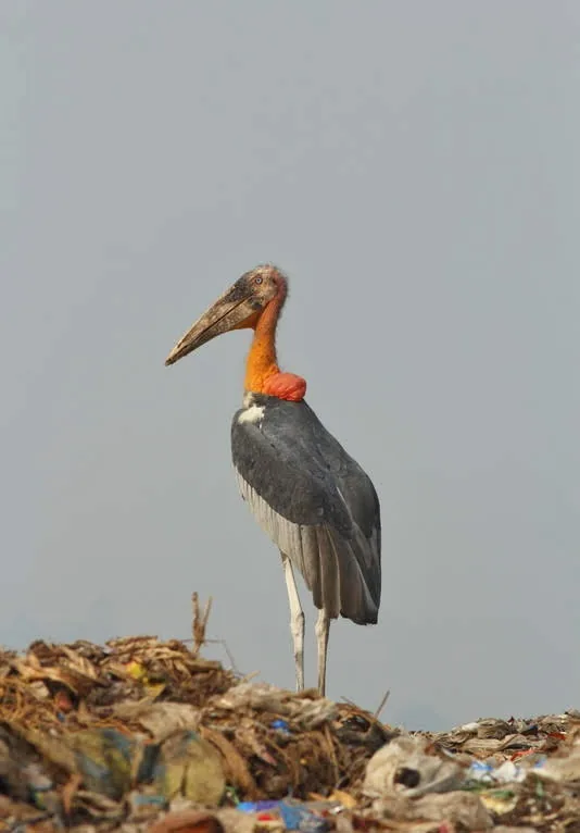 Kolleru Lake Bird Sanctuary Eluru