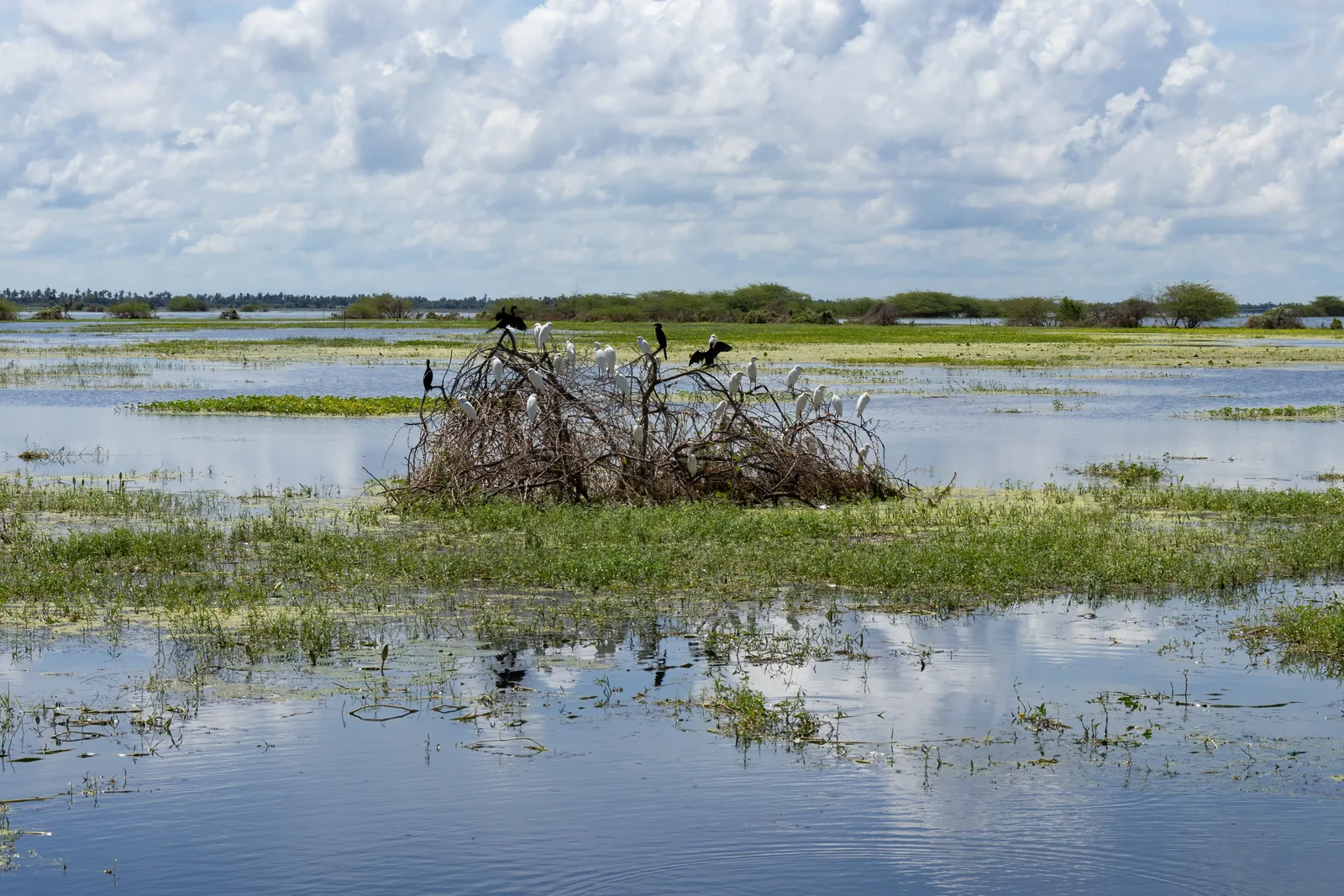 Migratory Bird Sanctuary at Kolleru Lake