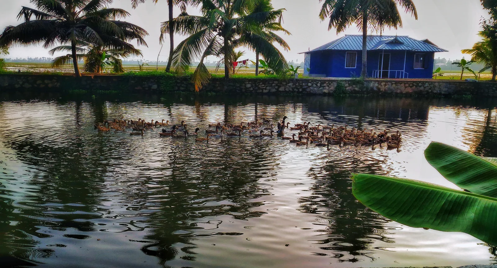 Vast Green Paddy Fields and Water Channels Across Kuttanad
