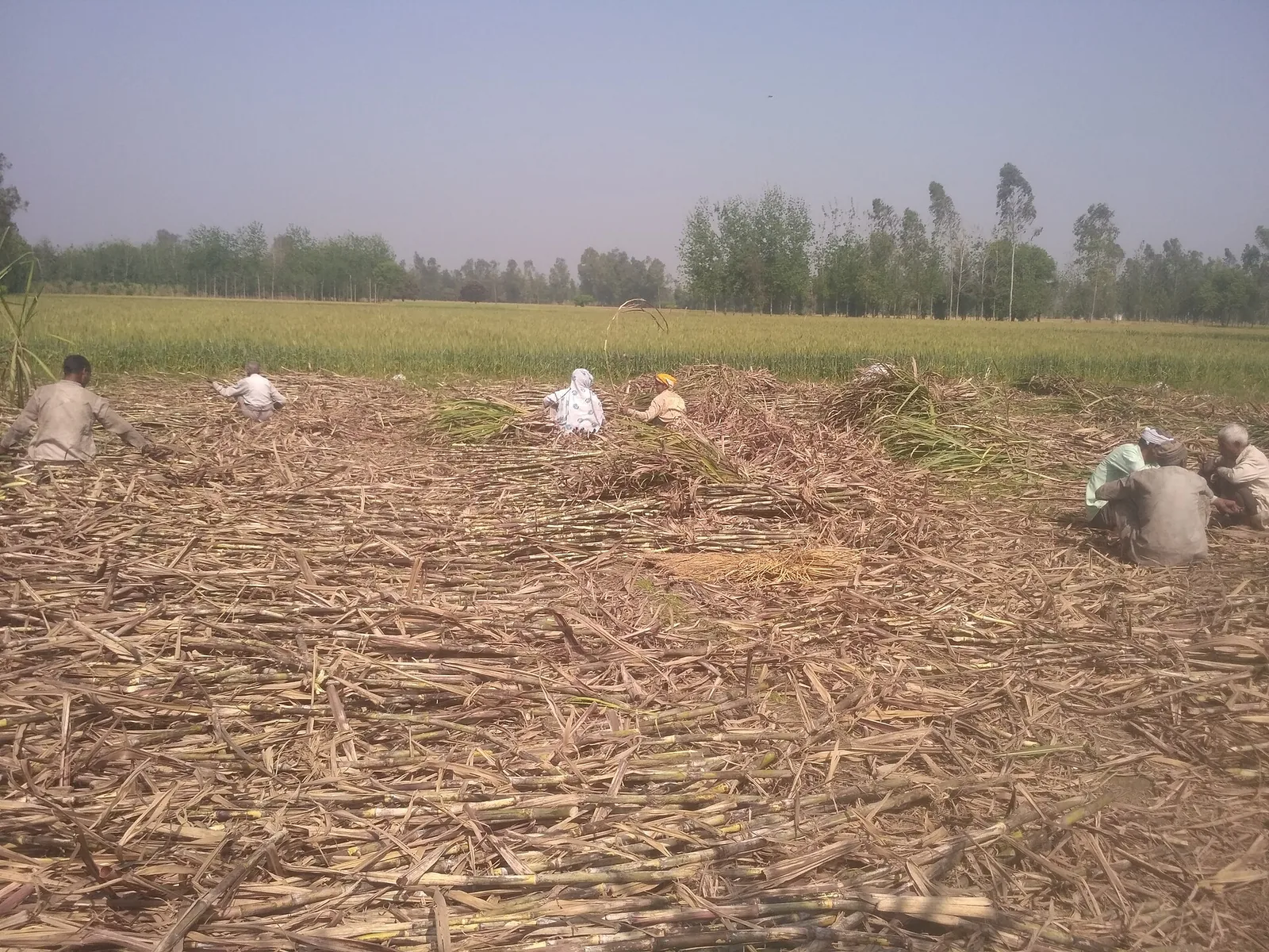 Lakhimpur Terai Sugarcane Fields and Sugar Bowl Capital