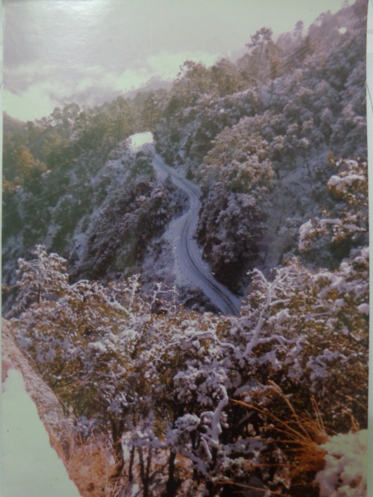Winter Snow on Pine Forest Ridge Lansdowne