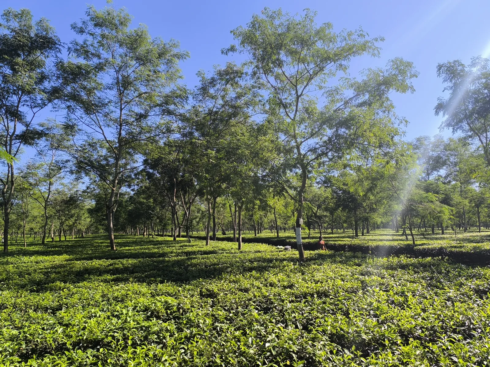 Dibrugarh Tea Gardens