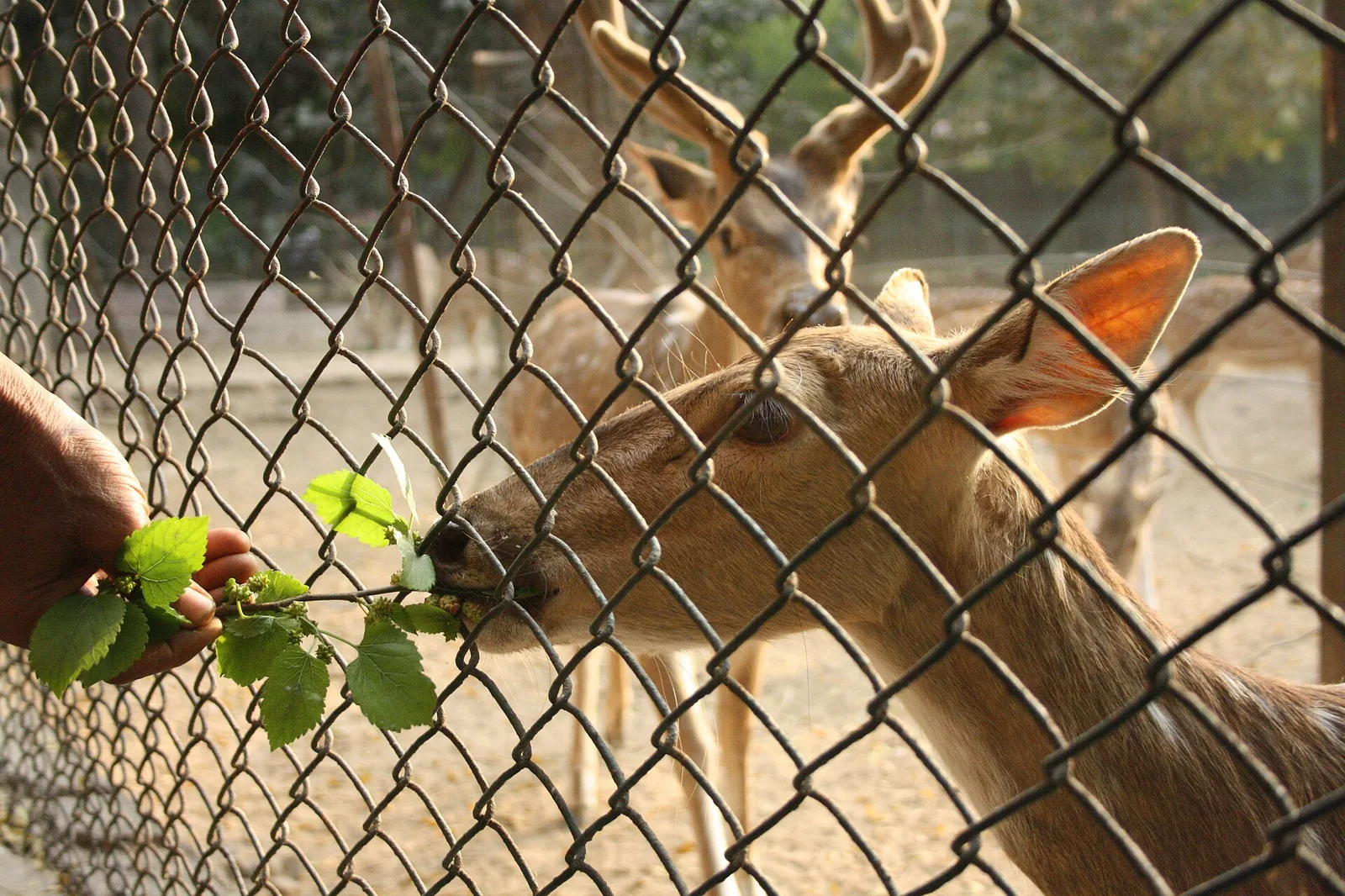 Maitri Bagh Zoo Durg Bhilai