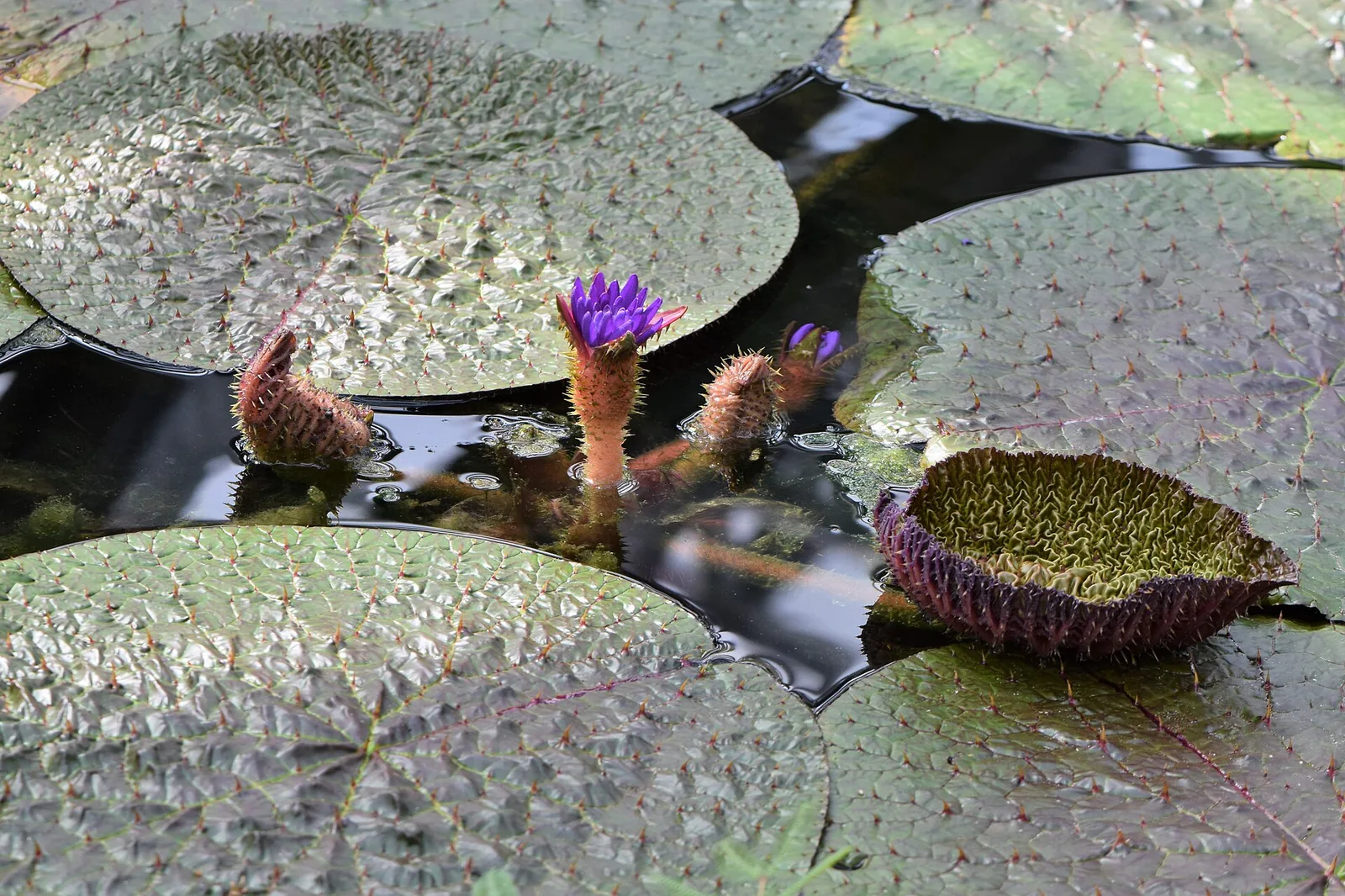 Mithila Makhana Processing and Wetlands near Rosera