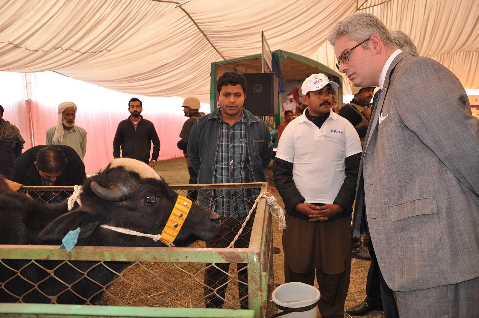 Malwa Green Wheat Fields and Modern Dairy Farming in Moga