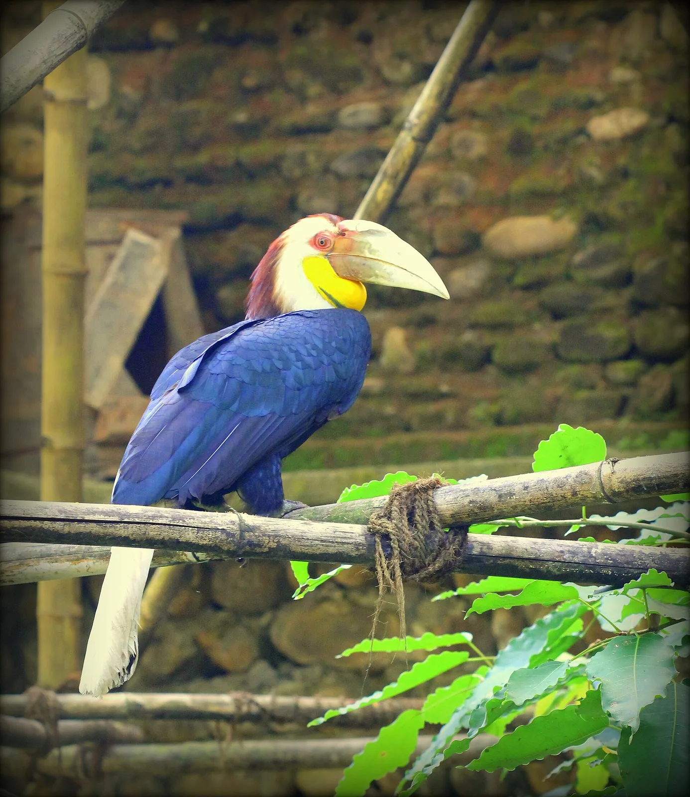 Nagaland Zoological Park Dimapur