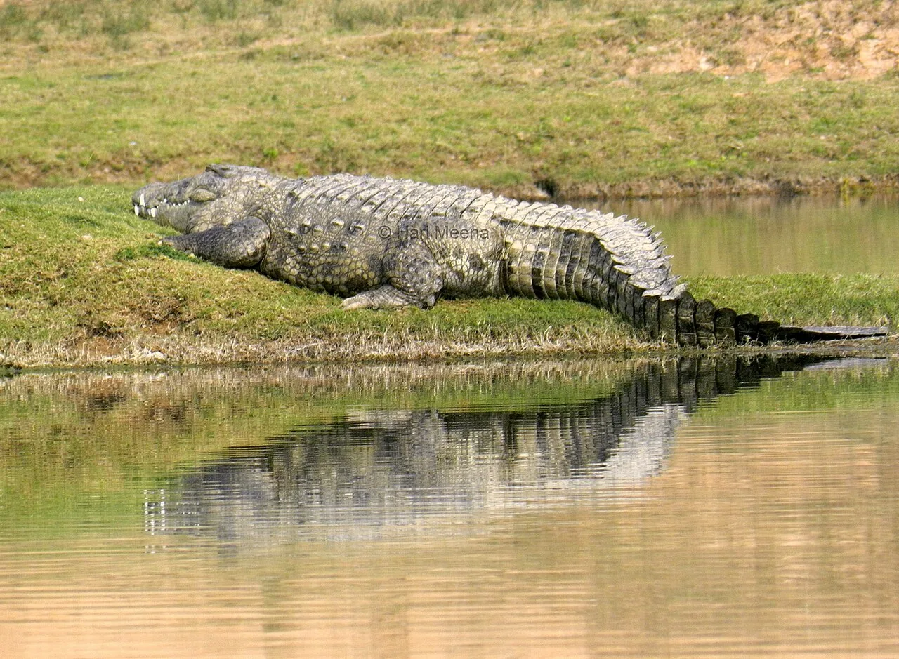 National Chambal Sanctuary Etawah