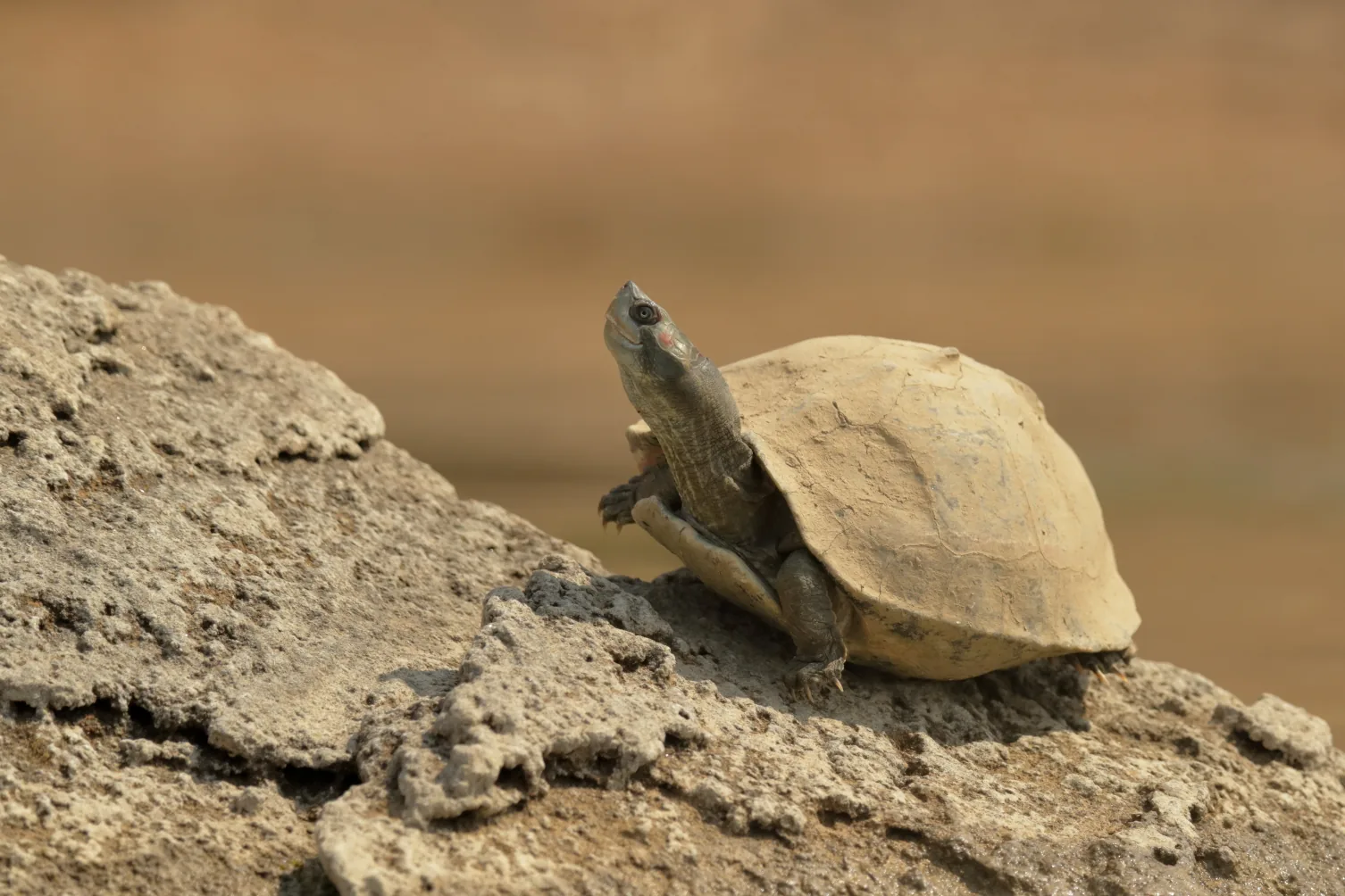 National Chambal Sanctuary Morena