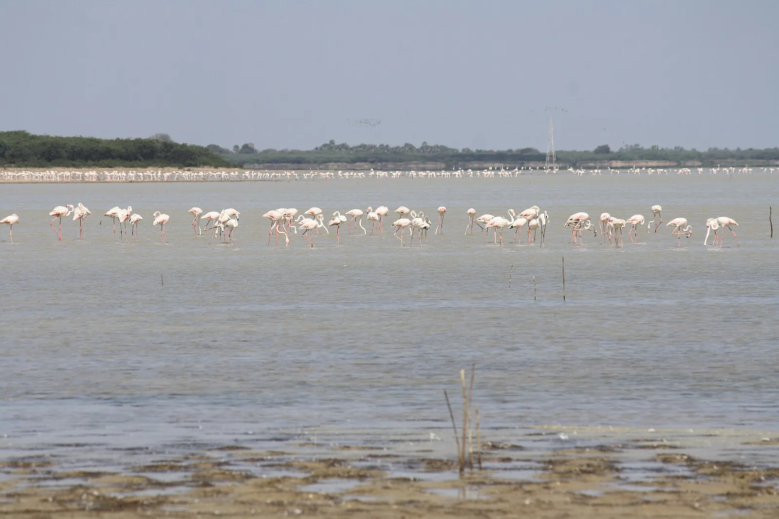 Nelapattu Bird Sanctuary Pulicat Lake Nellore
