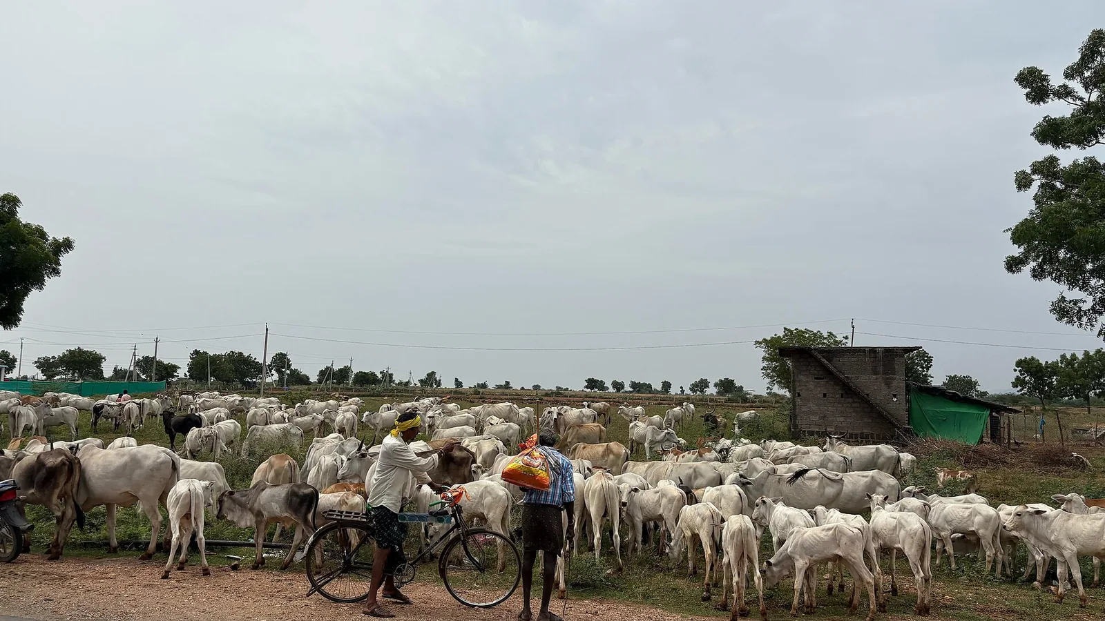 Ongole Bull Brahman Cattle Heritage