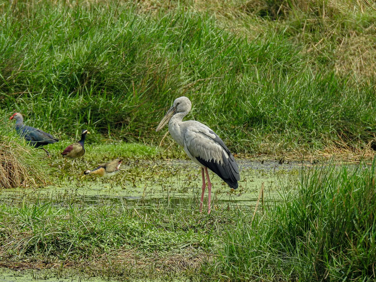 Openbill Storks Kulik Raiganj