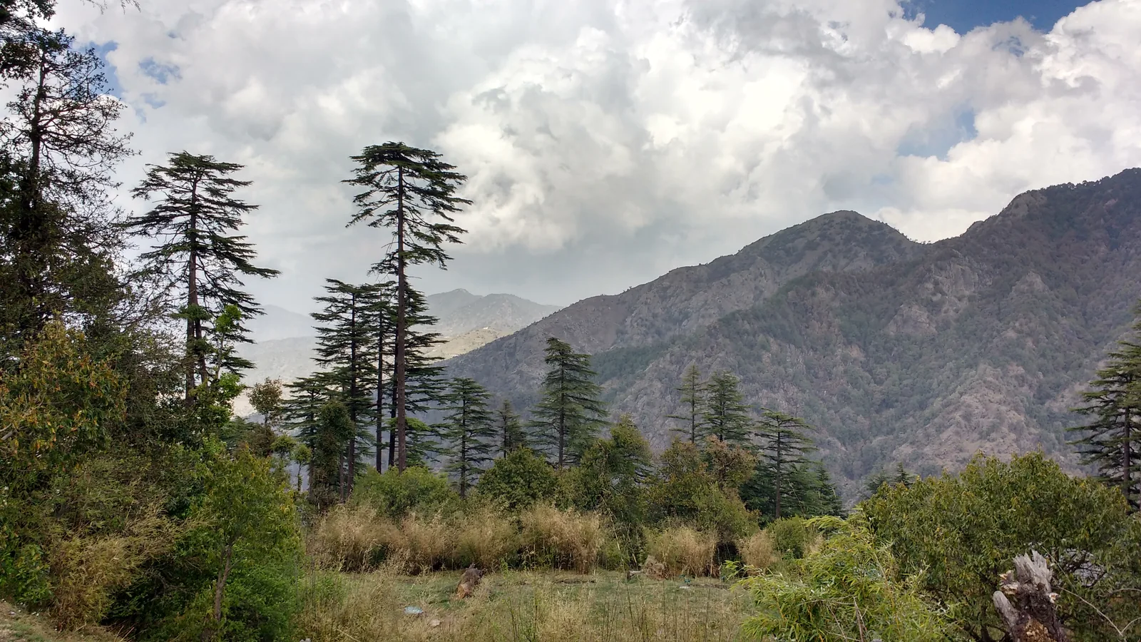 Pristine Pine and Deodar Forest at Dhanaulti
