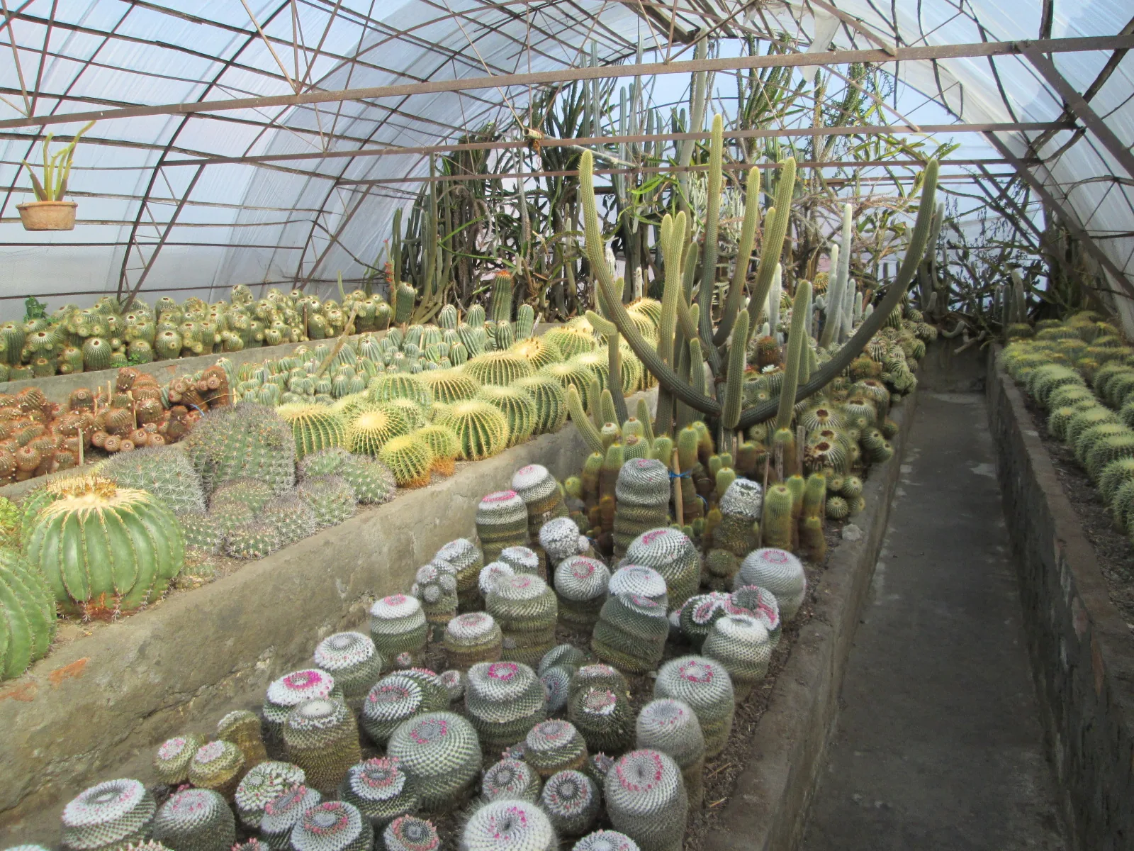 Pine View Cactus Nursery Kalimpong