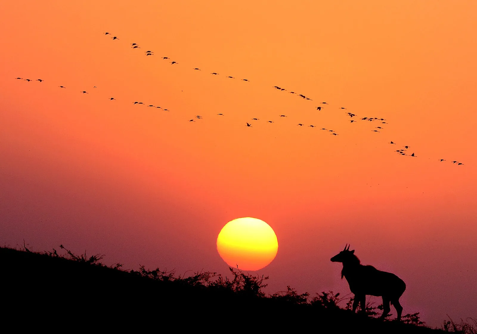 Porbandar Bird Sanctuary Flamingos