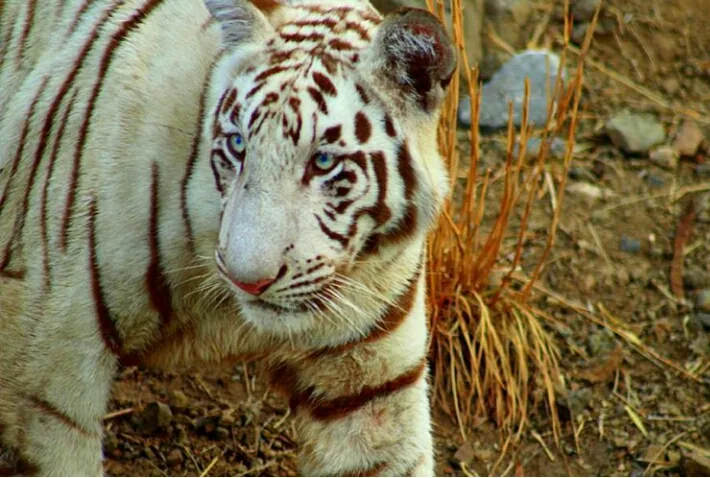 Pradhyuman Zoo Rajkot