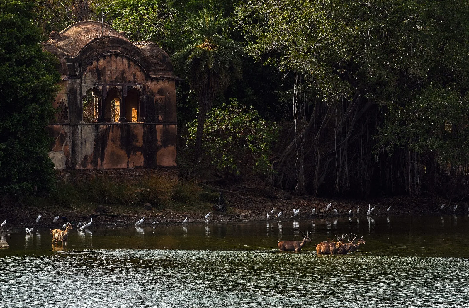 Raj Bagh Ruins Ranthambore