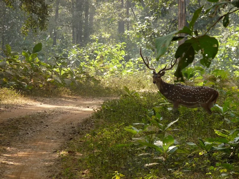 Sagareshwar Wildlife Sanctuary Sangli
