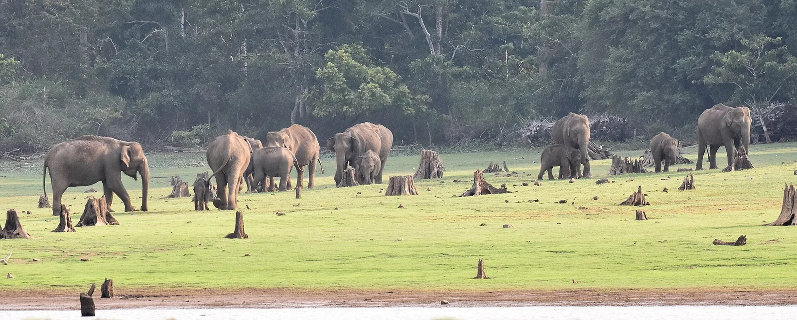 Sakrebyle Elephant Camp Shivamogga