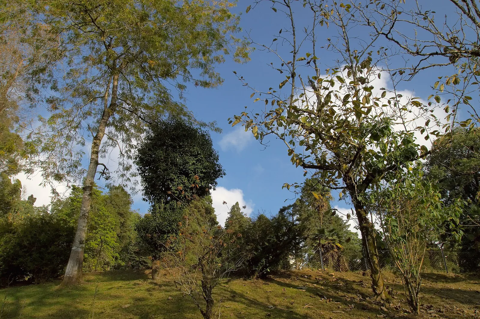 Jangalmahal Sal Forest Medinipur