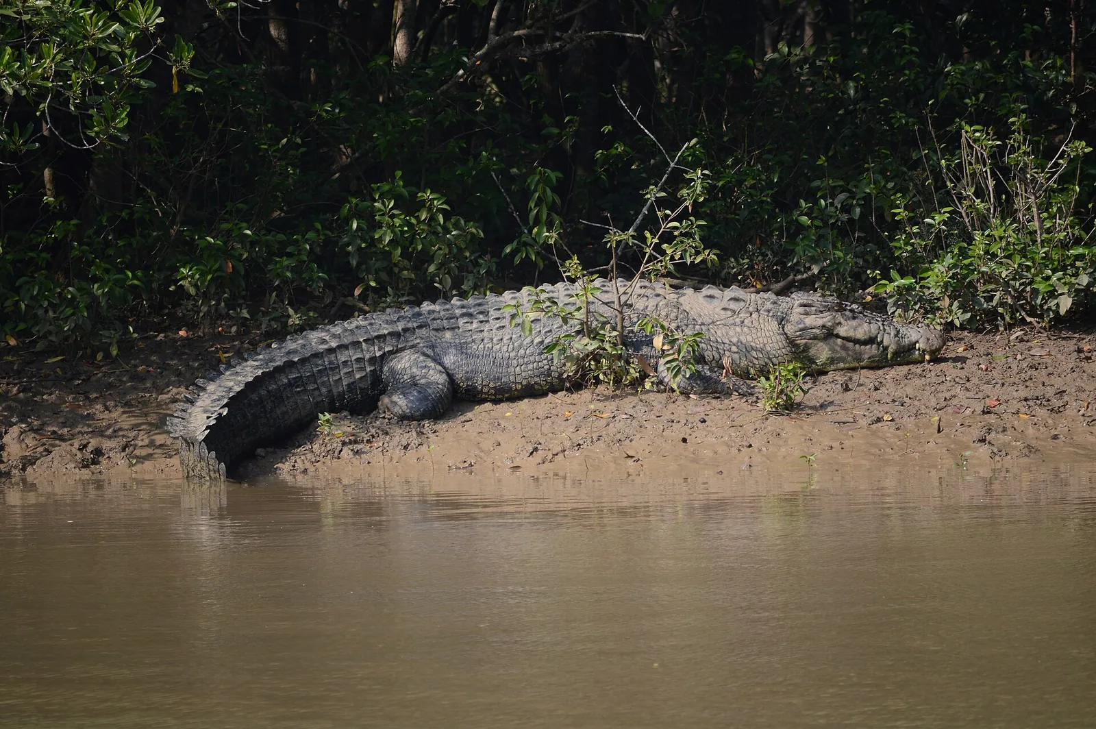 Saltwater Crocodiles Dangmal Bhitarkanika