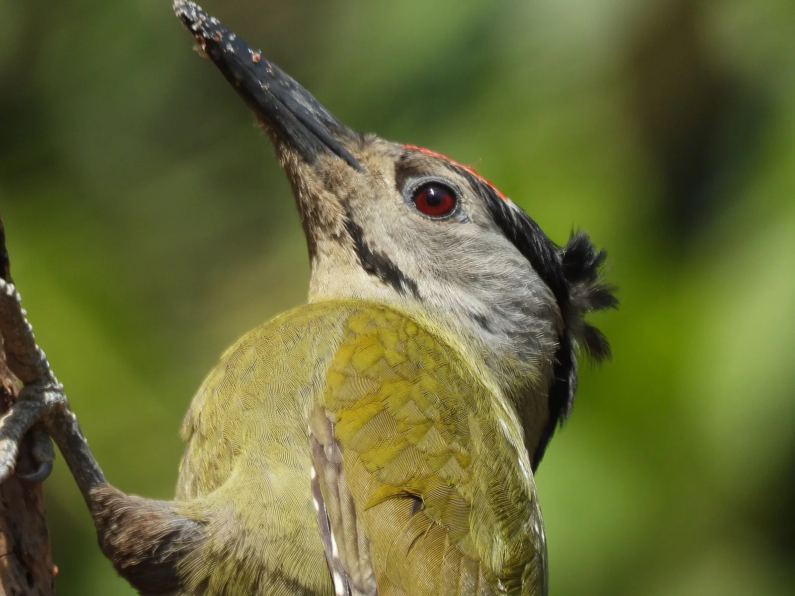 Sattal Birdwatching