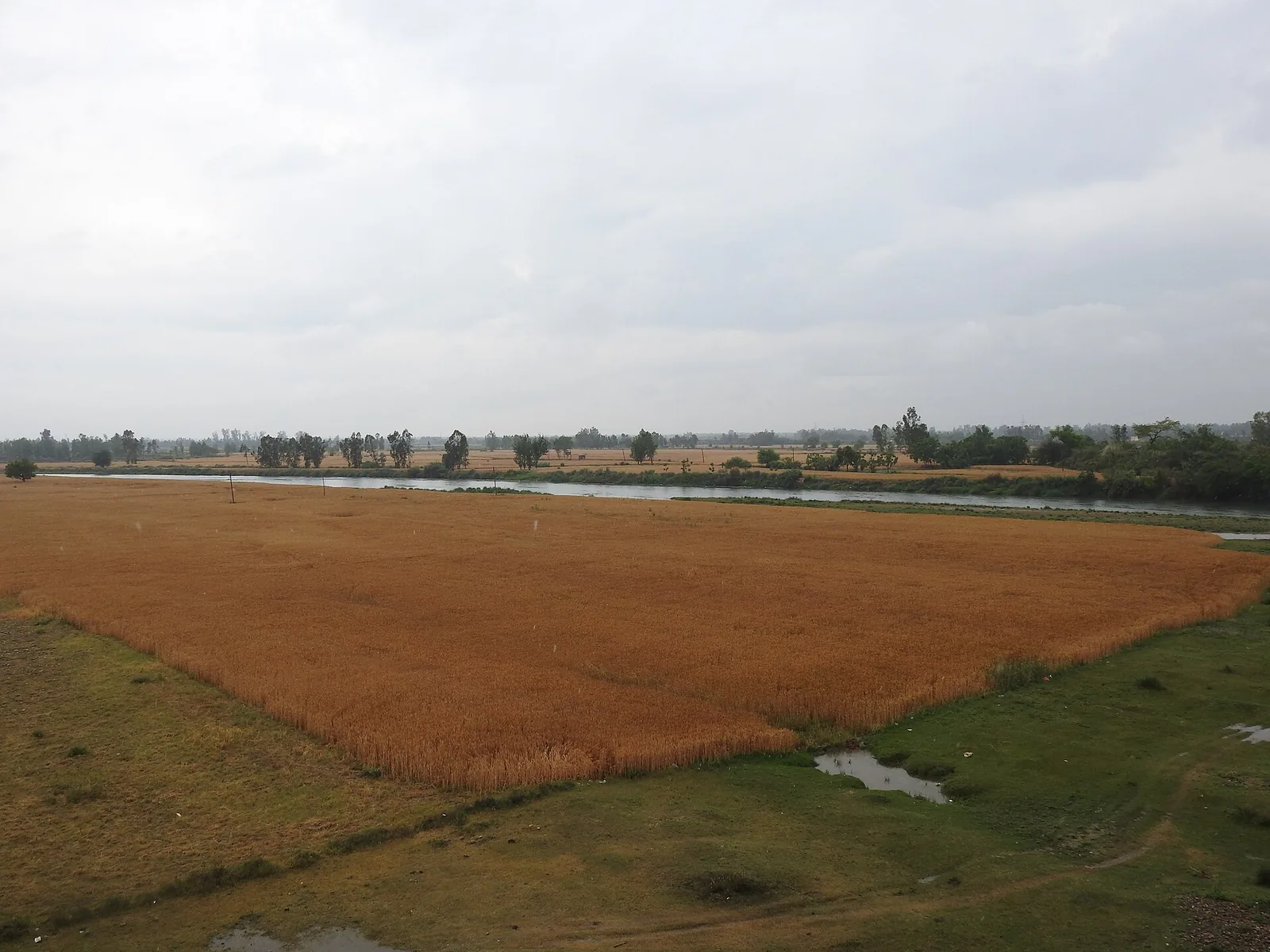 World-Famous Ganj Basoda Sharbati Wheat Fields and Agricultural Mandi