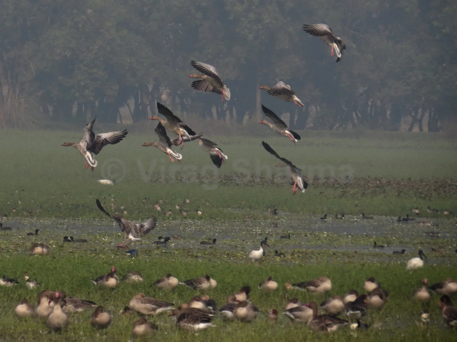 Shekha Jheel Bird Sanctuary Aligarh