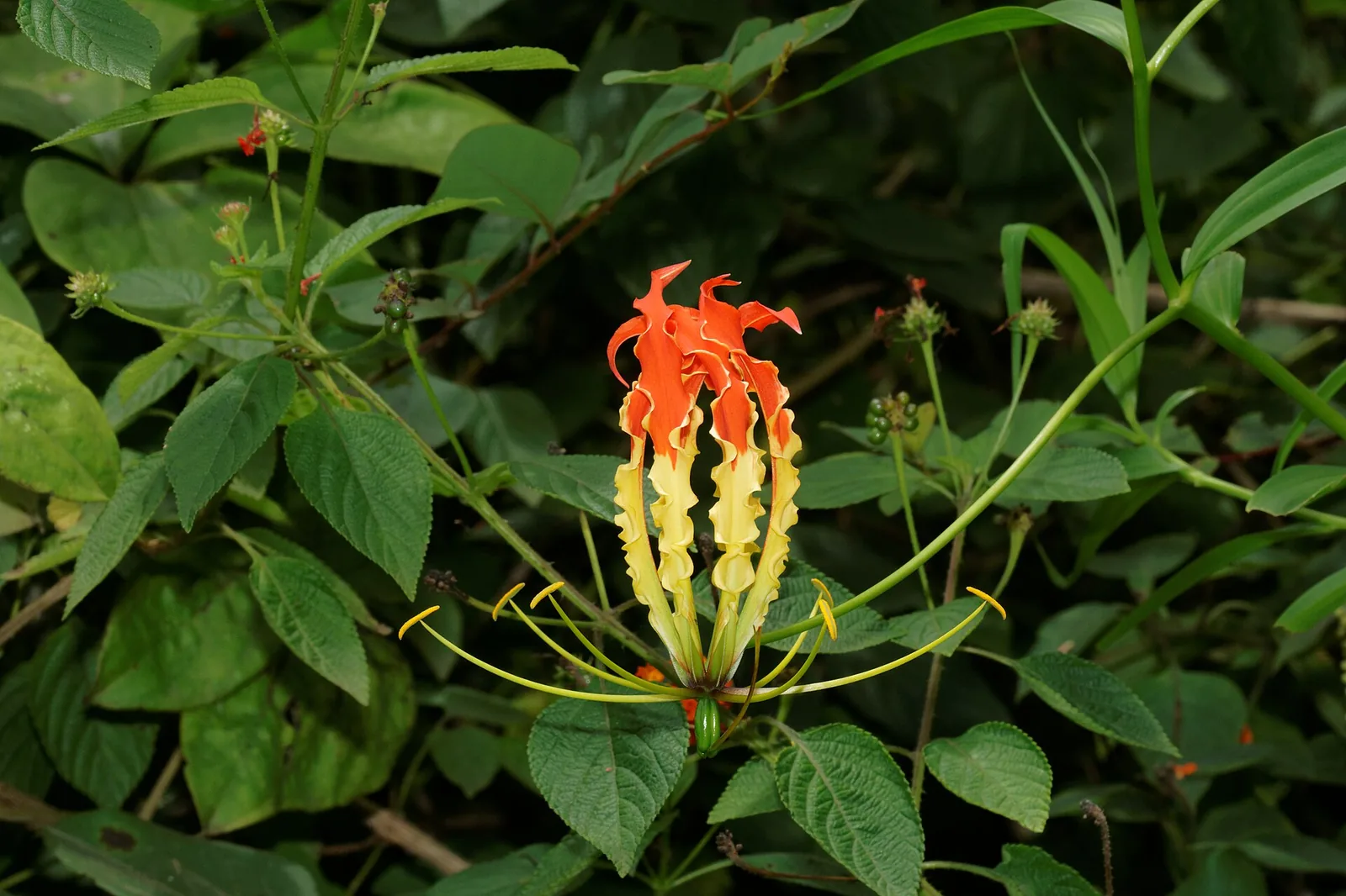 Silent Valley National Park Palakkad
