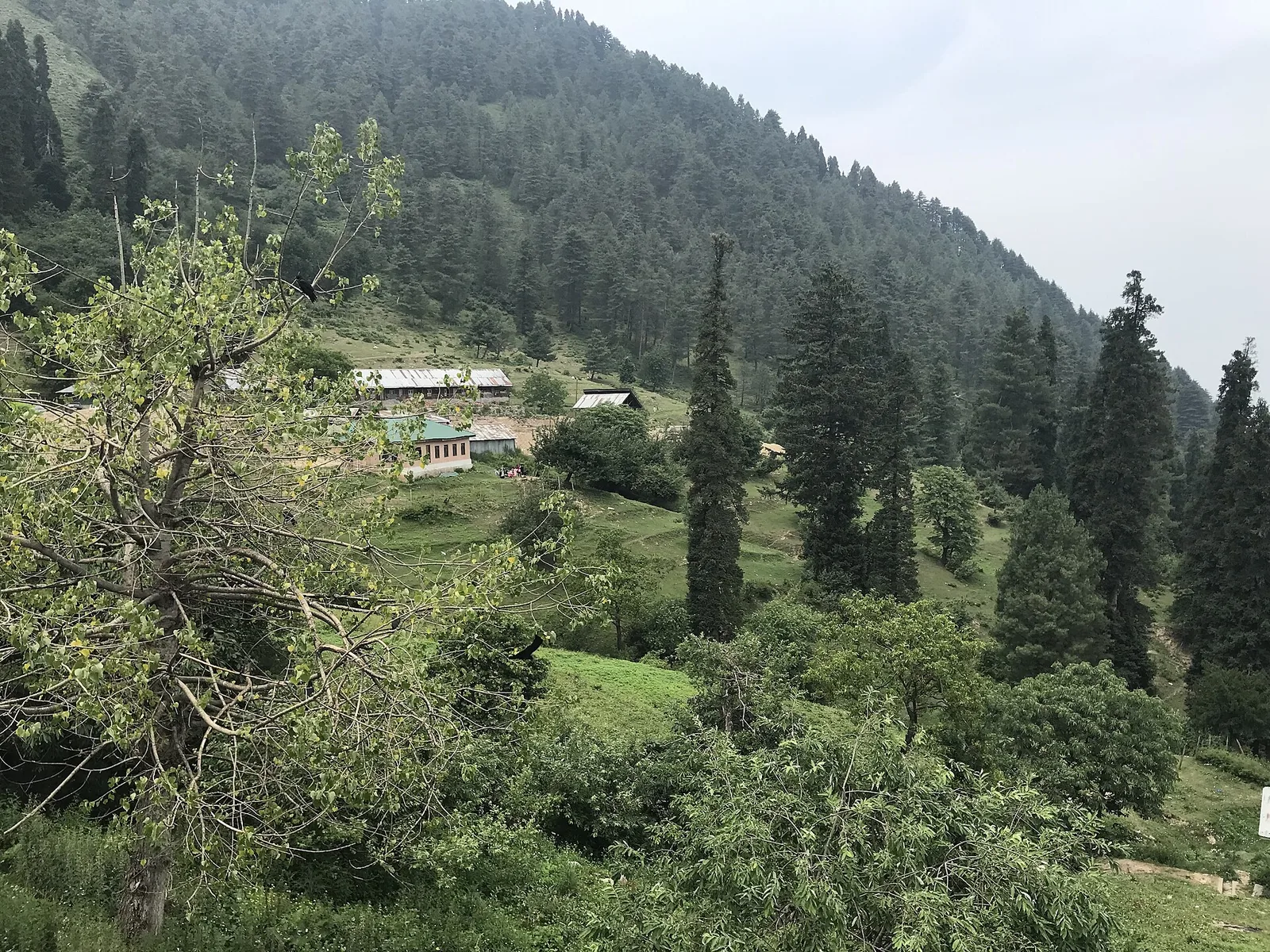 Pine Forests Patnitop